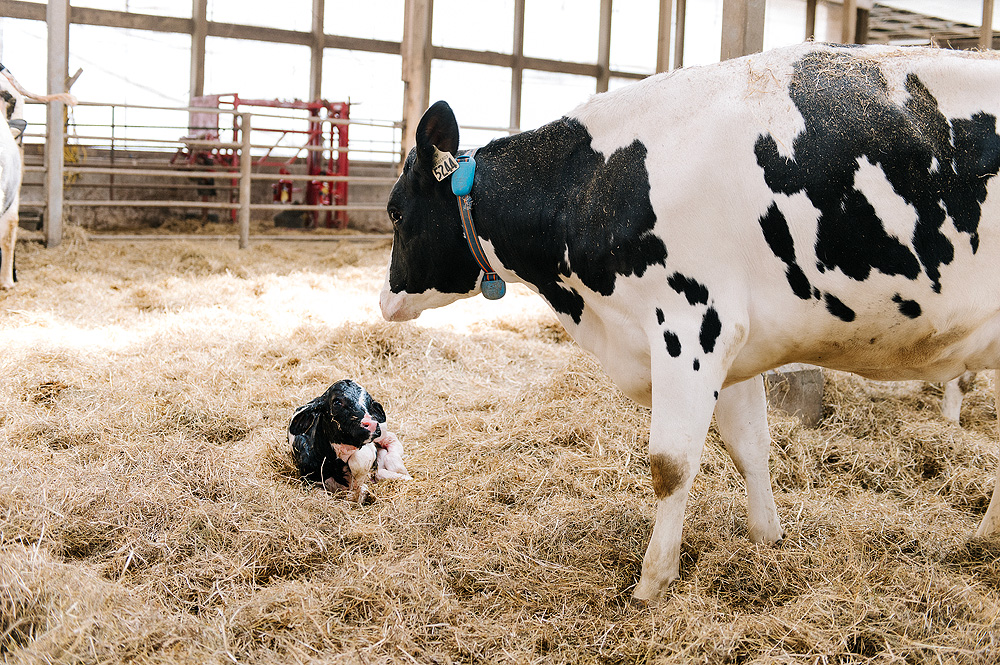 Cow with newborn calf