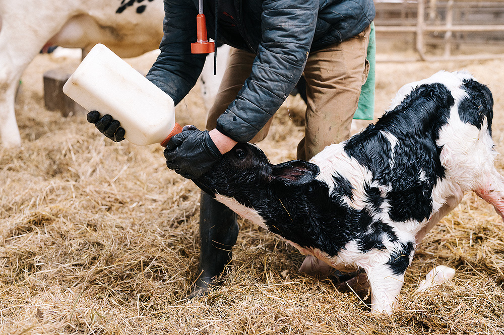 The Fresh Cow Protocol Revolution